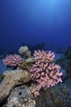 Pawpaw Coral (Pocillopora verrucosa), Small Abu Reef Dive Site, Fury Shoals, Red Sea, Egypt, Africa