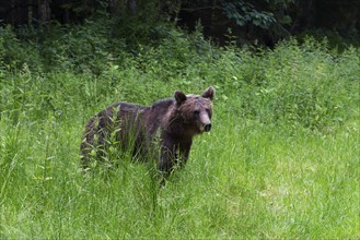 Adult European brown bear (Ursus arctos arctos), Transylvania, Carpathians, Romania, Europe