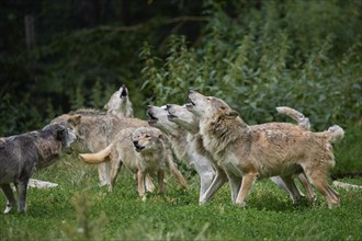 Timber Wolf (Canis lupus), howling group of wolves, captive, Germany, Europe