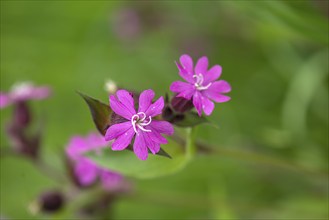 Flowers of a red campion (Silene dioica), Bavaria, Germany, Europe