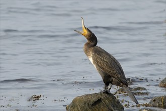 Great cormorant (Phalacrocorax carbo), wildlife, standing on a rock, opening its beak, animals,