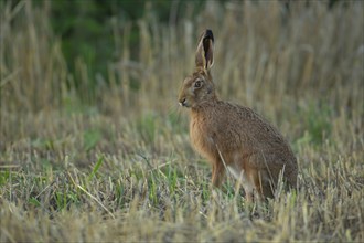 European brown hare (Lepus europaeus) adult animal in a farmland stubble field, Suffolk, England,