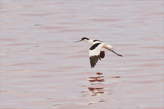 Pied avocet (Recurvirostra avosetta) flying above a salt water pond, Camargue, France, Europe