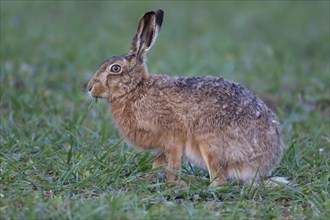 European brown hare (Lepus europaeus) adult animal feeding in a farmland cereal crop, Suffolk,