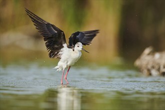 Black-winged stilt (Himantopus himantopus) standing in the water cleaning ists feathers, Camargue,