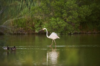 Greater Flamingo (Phoenicopterus roseus) walking in the water, Parc Naturel Regional de Camargue,