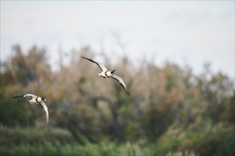 Common shelduck (Tadorna tadorna) couple flying, Camargue, France, Europe