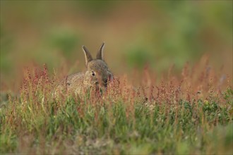 Rabbit (Oryctolagus cuniculus) juvenile baby animal feeding in grassland, Suffolk, England, United