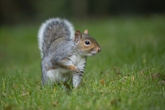 Grey squirrel (Sciurus carolinensis) adult animal on a garden lawn, Suffolk, England, United