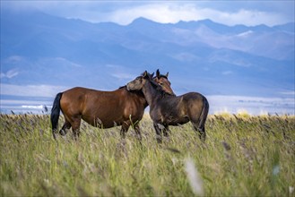 A horse stands quietly in a flowery meadow with a mountain range in the background, Yssykköl,