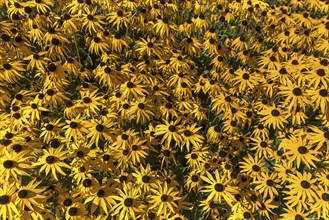 Yellow coneflower (Rudbeckia fulgida), Bavaria, Germany, Europe