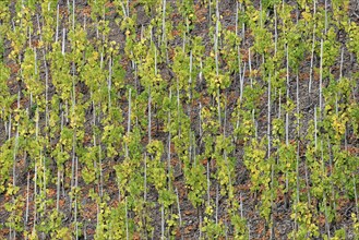 View of vines, vines with autumn leaves, Moselle, Rhineland-Palatinate, Germany, Europe