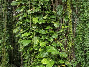 Lush tropical vegetation with climbing plants, Sri Lanka, Asia