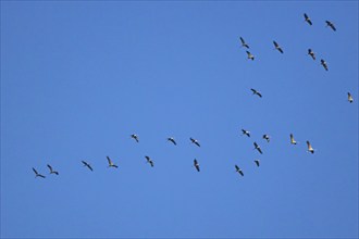 Common crane (Grus grus), Ternitz, Lower Austria, Austria, Europe