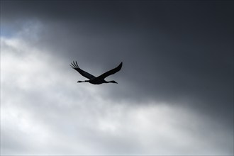 Flying crane (Grus grus) silhouetted against cloudy sky, Rügen, Mecklenburg-Western Pomerania,