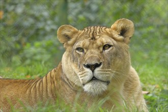 African lion (Panthera Leo), lioness, animal portrait, frontal view, captive, Salzburg Zoo,