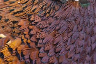 Common pheasant (Phasianus colchicus) adult male bird close up of its feathers, Suffolk, England,