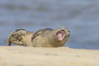 Common or Harbor seal (Phoca vitulina) juvenile baby pup yawning on a coastal sandy beach, Norfolk,