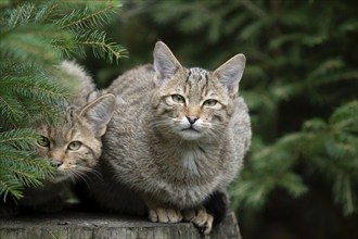 European wildcats (Felis silvestris), kittens sitting on a tree stump and looking attentively,