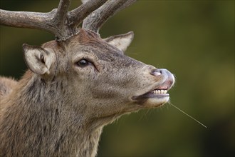 Red deer (Cervus elaphus) adult male stag animal portrait, Surrey, England, United Kingdom, Europe