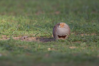 Grey or English partridge (Perdix perdix) adult bird sleeping in a farmland cereal crop, Suffolk,