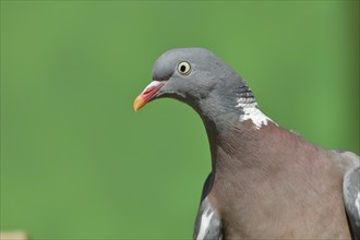 Common wood pigeon (Columba palumbus), animal portrait, Wilnsdorf, North Rhine-Westphalia, Germany,