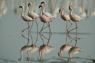 Lesser Flamingos (Phoeniconaias minor) at lake Nakuru, Nakuru national park, Kenya, Africa