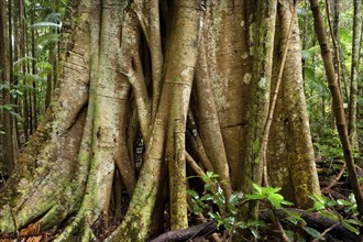 Redwood tree with strangler figs in the Australian jungle, tree, flora, Nightcap National Park,