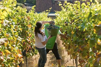 Grape grape harvest in the Spaargebirge near Meißen