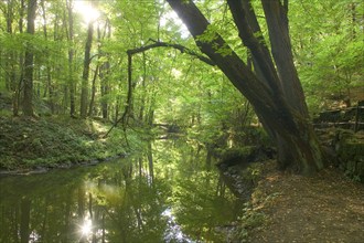 Liebethaler Grund near Lohmen in Saxon Switzerland