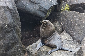 Pinnipeds (Pinnipedia), Colony, Cape Foulwind, New Zealand, Oceania