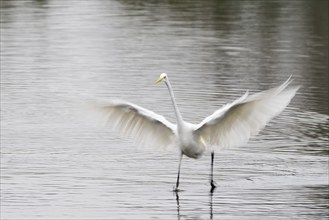 Great egret (Ardea alba) fishing, fishing, motion blur, Hesse, Germany, Europe