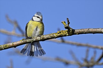 Blue tit (Cyanistes caeruleus, Syn.: Parus caeruleus), sitting on a branch, Switzerland, Europe