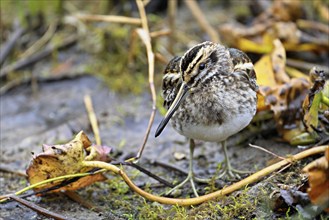 Jack snipe (Lymnocryptes minimus), Switzerland, Europe