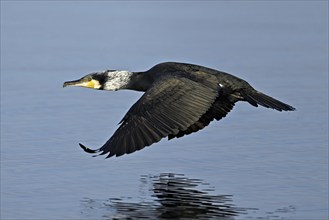 Great cormorant (Phalacrocorax carbo), in flight, Switzerland, Europe