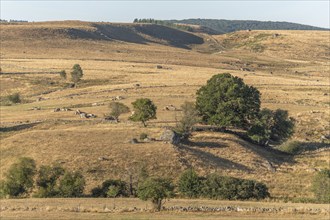 Landscape in Aubrac in summer, inspiring, infinite, enchanting, magical, peaceful, bewitching.