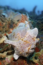 Giant frogfish (Antennarius commerson) or giant frogfish lurks in coral reef for prey, Great