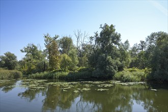 Biotope, nature reserve, Swante River, Swieta, north of Szczecin, West Pomeranian Voivodeship,