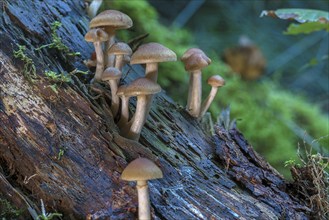 Spotted freckle-gilled gymnopilus (Gymnopilus penetrans) Mixed forest, Franconia, Bavaria, Germany,