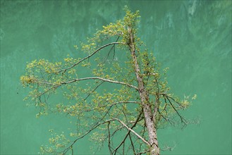 Deciduous tree above water surface, reservoir, Stilluptal, Stillupgrund, Mayrhofen, High Mountain