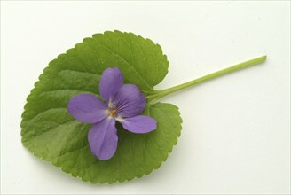 Violet, fragrant violet, medicinal plant, herb, wild plant, medicinal use, Viola odorata, Viola