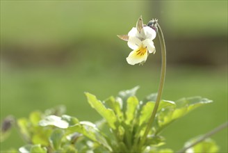 Field heartsease (Viola tricolor), medicinal plant, herb, wild plant, medicinal use