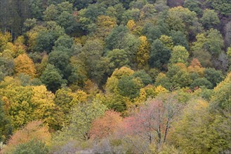 Mixed forest with spruce (Picea abies) and deciduous trees with autumn leaves, Eastern Eifel,