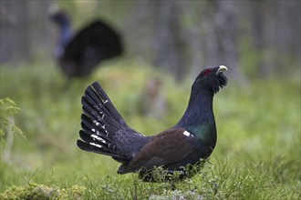 Two Western capercaillie (Tetrao urogallus) males displaying at courting ground, lek in coniferous