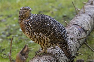 Western capercaillie (Tetrao urogallus) female, hen in autumn