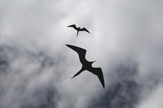 Two Great frigatebirds (Fregata minor), great frigate birds in flight, Galápagos Islands