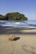 Coconut washed ashore on beach of Manuel Antonio National Park, Costa Rica, Central America