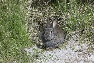 European rabbit (Oryctolagus cuniculus) in front of burrow entrance, Germany, Europe