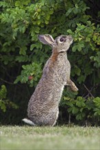 European rabbit (Oryctolagus cuniculus), common rabbit standing upright and eating leaves from bush