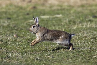 European, common rabbit (Oryctolagus cuniculus) running in grassland, Germany, Europe